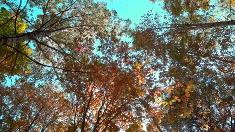 Deciduous forests in warm sunny weather, dried leaves fall from trees slow Stock Footage 95763824