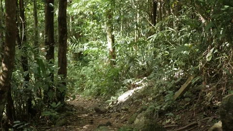 Deciduous green deep forest in summer. tropical forest with a large tree at.. Stock-Footage 248960728