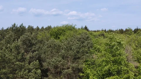 Deciduous green forest under clear blue sky Stock Footage 130082794