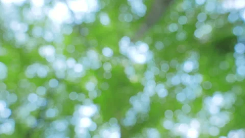 Deciduous green trees in forest stretch towards the sky Видео 94500759