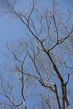 Deciduous Himalayan Cherry Tree Stock Photos