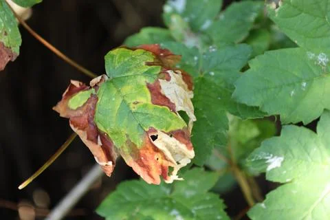 Deciduous leaf that is in the process of decaying Stock Photos