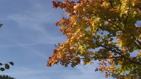 Deciduous leaves against a blue sky Stock Footage 33420458