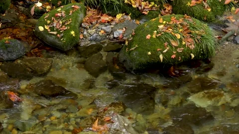 Deciduous leaves and mountain streams Stock Footage 145176150