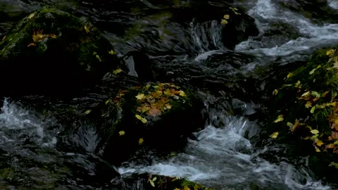 Deciduous leaves and mountain streams Stock Footage 145236849