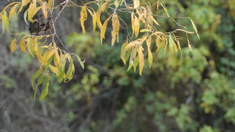 Deciduous leaves on branch of a tree Stock Footage 323452590