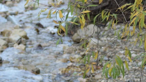 Deciduous leaves together a river Stock Footage 323453516
