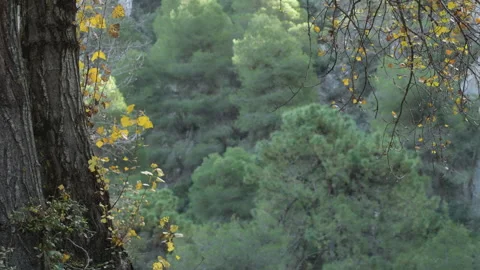 Deciduous leaves on tree Stock Footage 323452799