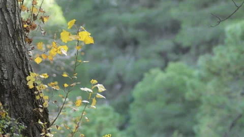 Deciduous leaves on trunk of a tree Stock Footage 323452606