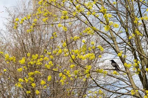 A deciduous maple tree in the first months of spring and a large black crow sits 写真素材