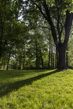 Deciduous maple trees and other trees in the park in sunny weather, landscape Stock Photos