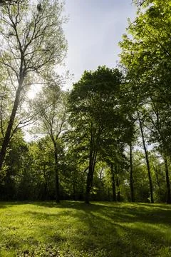 Deciduous maple trees and other trees in the park in sunny weather 스톡 사진