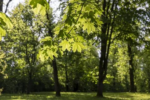Deciduous maple trees and other trees in the park in sunny weather, landscape Stock Photos