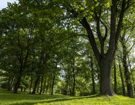 Deciduous maple trees and other trees in the park in sunny weather, landscape 스톡 사진