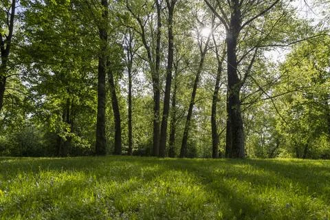 Deciduous maple trees and other trees in the park in sunny weather, landscape 스톡 사진
