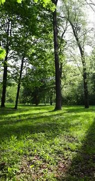 Deciduous maple trees and other trees in the park in sunny weather Foto stock