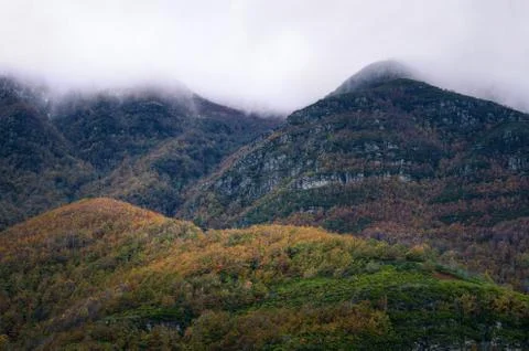 Deciduous Native Forest at the foot of mist covered quartzite Mountains Stock Photos