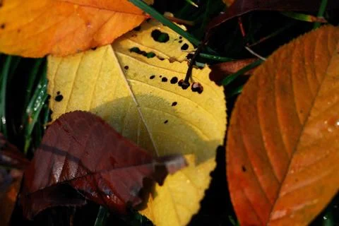 Deciduous Stock Photos