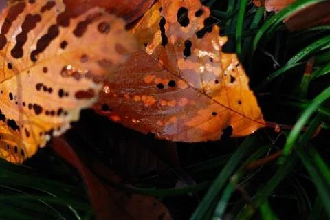 Deciduous Stock Photos