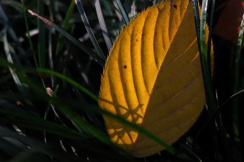 Deciduous Stock Photos