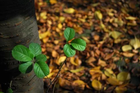 Deciduous Stock Photos