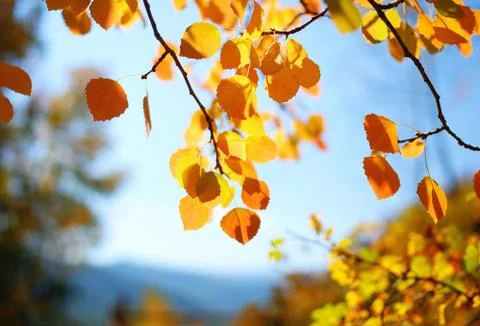 Deciduous Stock Photos