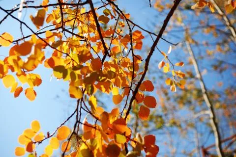 Deciduous Stock Photos