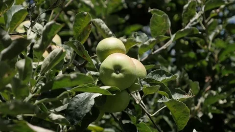 Deciduous rose family tree branches with green products Stock Footage 70239256
