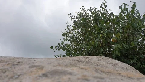 Deciduous shrub moves in the wind with dramatically cloudy sky in the background 스톡 동영상 115651659