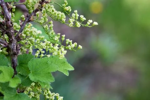 Deciduous shrub Ribes rubrum displays palmate leaves and pendulous racemes wi Stock Photos