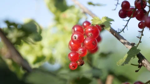 Deciduous shrub with tiny redcurrant berries close-up Video stock 70466706