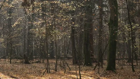 Deciduous stand in autumn Stock Footage 131417922