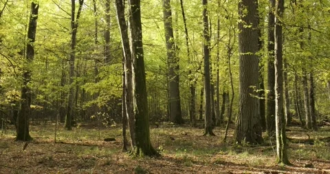 Deciduous stand in autumn Stock Footage 132282877