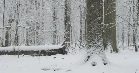 Deciduous stand of Bialowieza Forest in winter snowfall Stock Footage 164145037