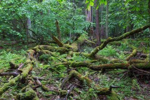 Deciduous stand with broken moss wrapped oak in foreground, Bialowieza Forest Stock Photos