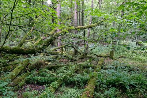 Deciduous stand with broken oak branches lying around, Bialowieza Forest, Pol Stock Photos