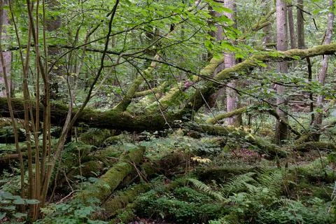 Deciduous stand with broken oak branches lying around, Bialowieza Forest, Pol Stock Photos