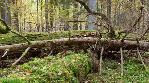 Deciduous stand with broken oak Stock Photos