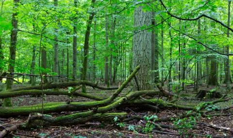 Deciduous stand in summer with broken trees Stock Photos