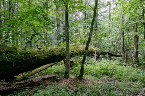 Deciduous stand with two broken oak trees lying side by side in summer, Bialo Stock Photos