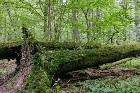Deciduous stand with two broken oak trees lying side by side in summer, Bialo Stock Photos