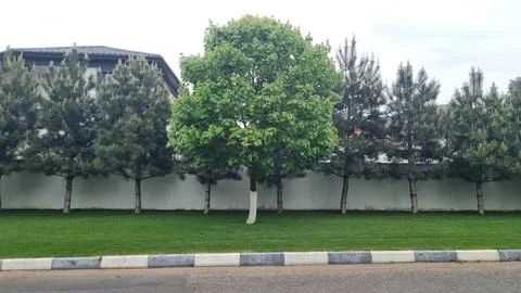 Deciduous tree among coniferous trees planted green lawn along fence near house. Stock Photos