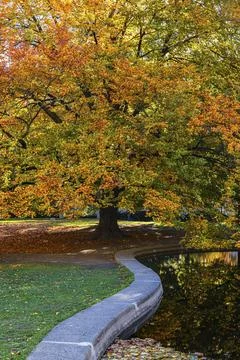Deciduous tree in autumnal colours at the bordered pond, Burggarten, Vienna, Stock Photos