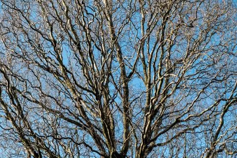 Deciduous tree with bare branches and blue sky Fotos Stock