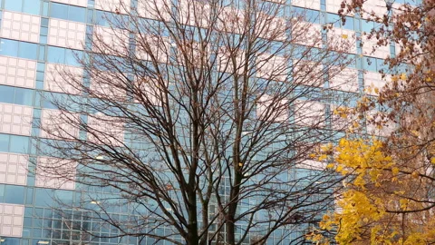 Deciduous tree with bare branches in a city park against multi-story office Stock Footage 231987641