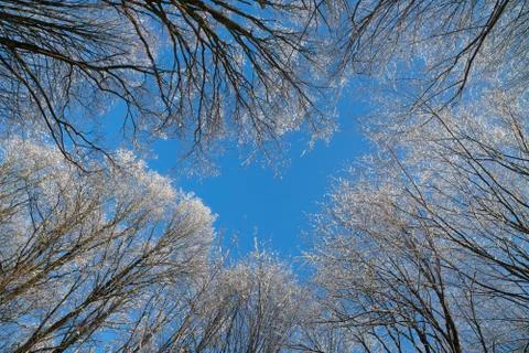 Deciduous tree with bare branches is covered by snow and frost. Stock Photos