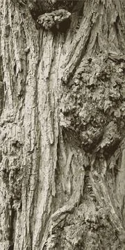 Deciduous tree bark. Texture of rough tree bark. Vector illustration Stock Illustration