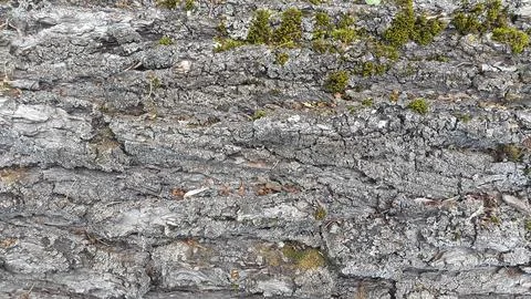 Deciduous tree bark. Tree bark texture. Natural background from tree bark Stock Photos