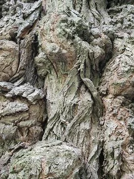 Deciduous tree bark. Tree bark texture. Vintage background Stock Photos