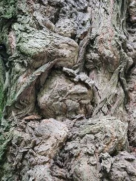 Deciduous tree bark. Tree bark texture. Vintage background Stock Photos